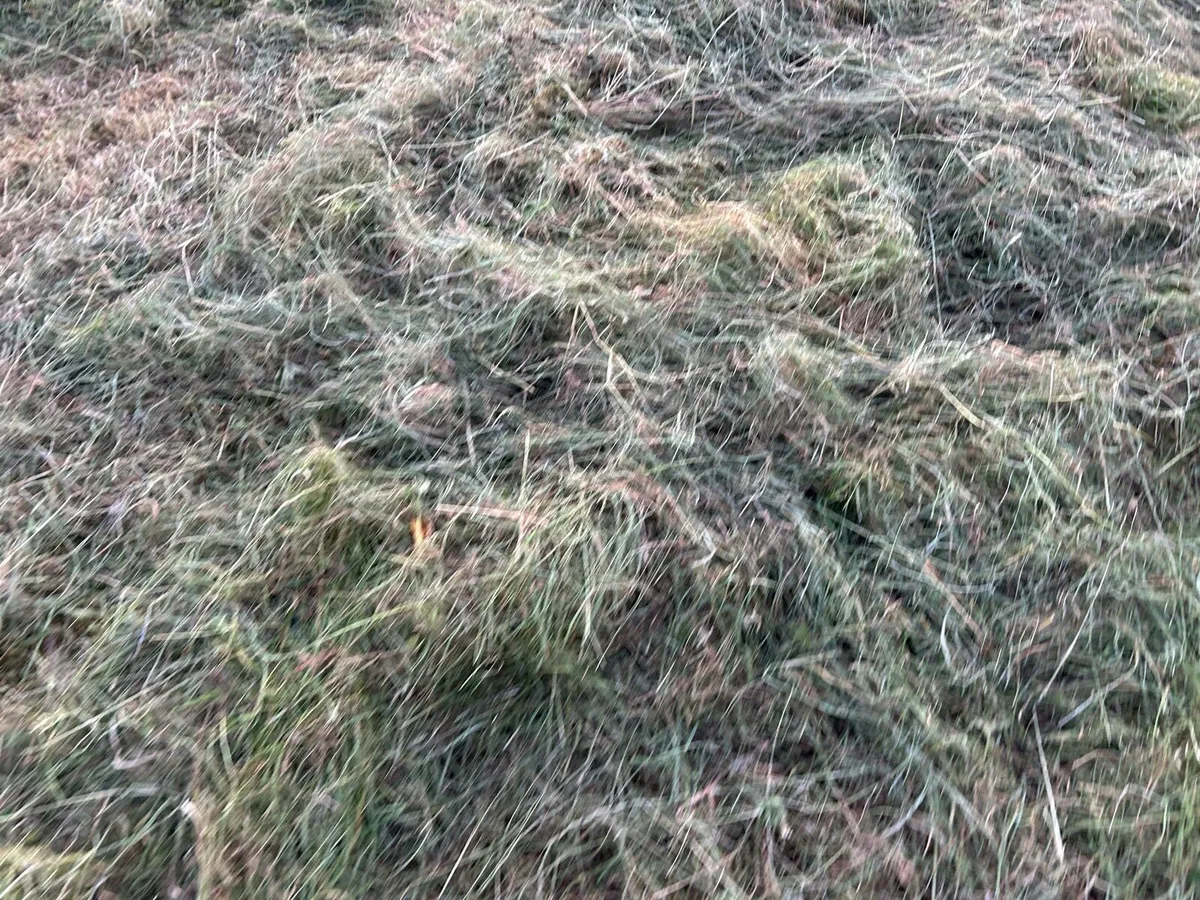 Top class 4/4 hay for sale - Image 3