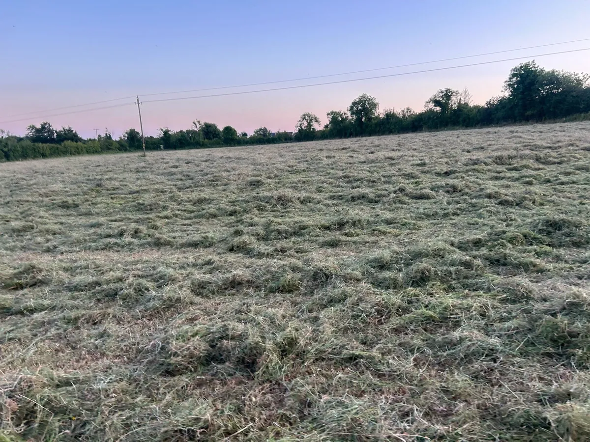 Top class 4/4 hay for sale - Image 4