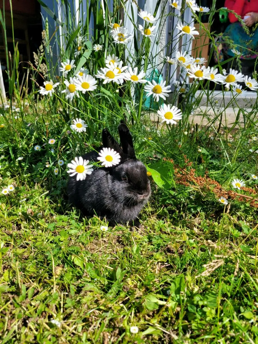 Female rabbit - Image 1