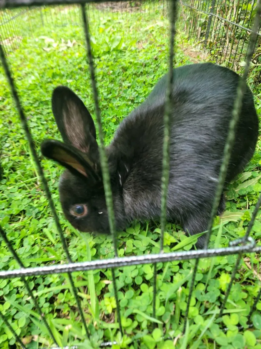 Female rabbit - Image 3