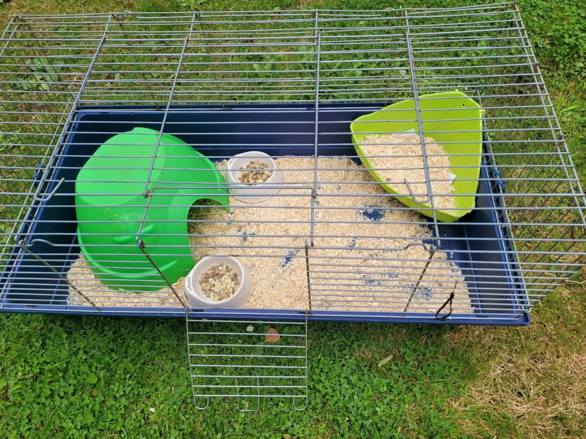Female rabbit - Image 4