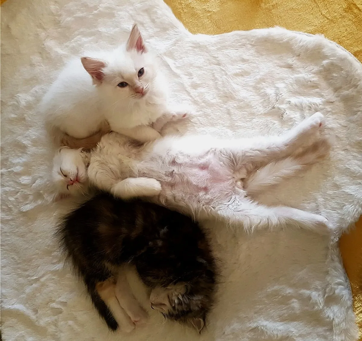 Ragdoll Kittens - Maine Coon Kittens - Image 1