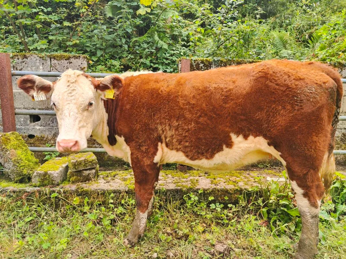 HE PBR Heifer & Suckler Pair - Image 1