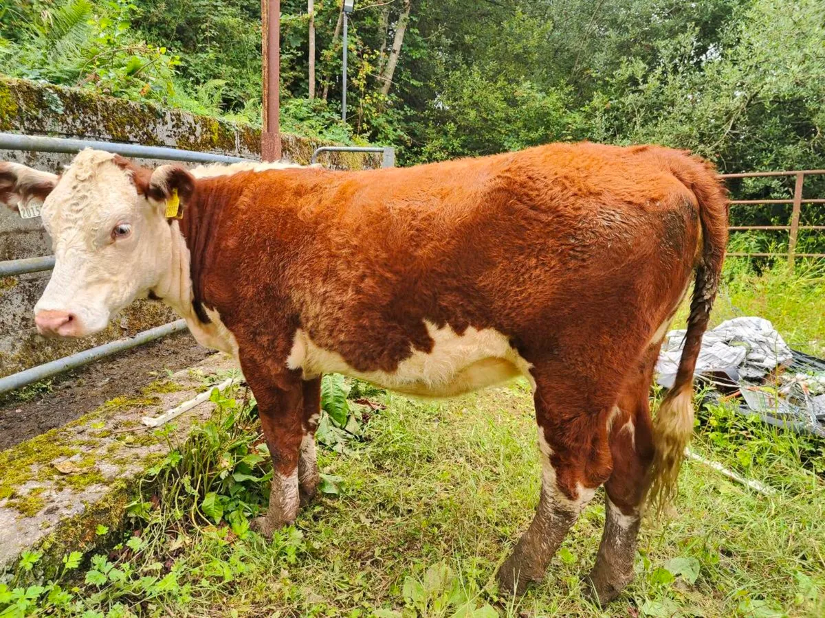 HE PBR Heifer & Suckler Pair - Image 2