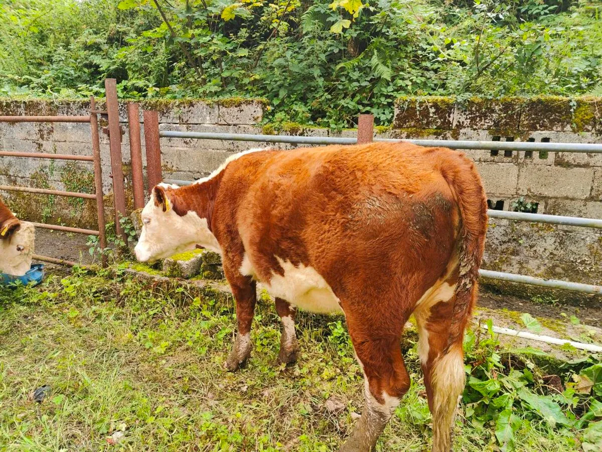 HE PBR Heifer & Suckler Pair - Image 4