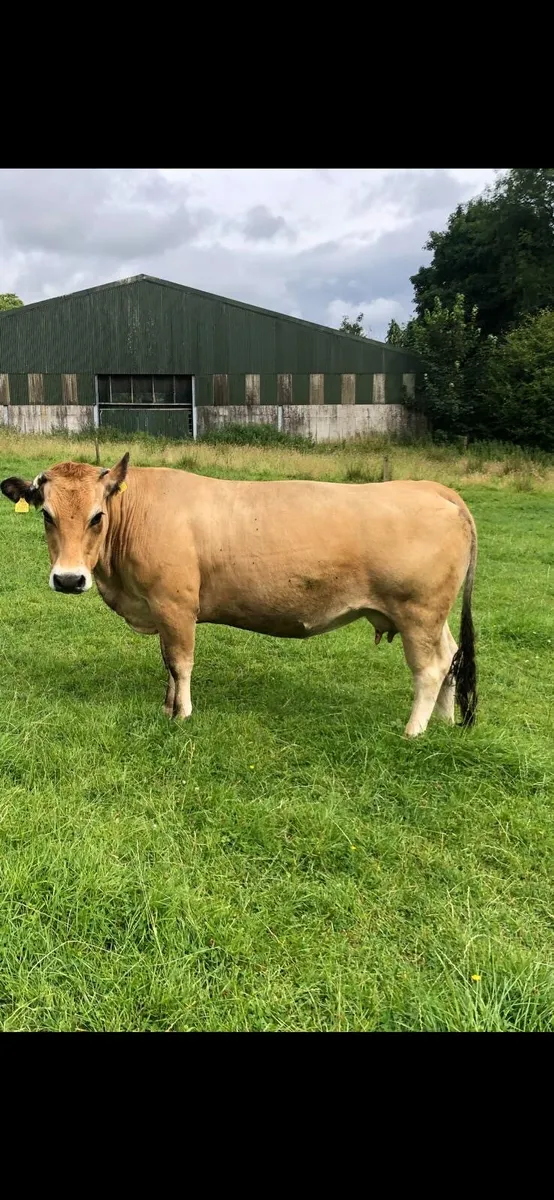 Aubrac Cow & Calf - Image 1