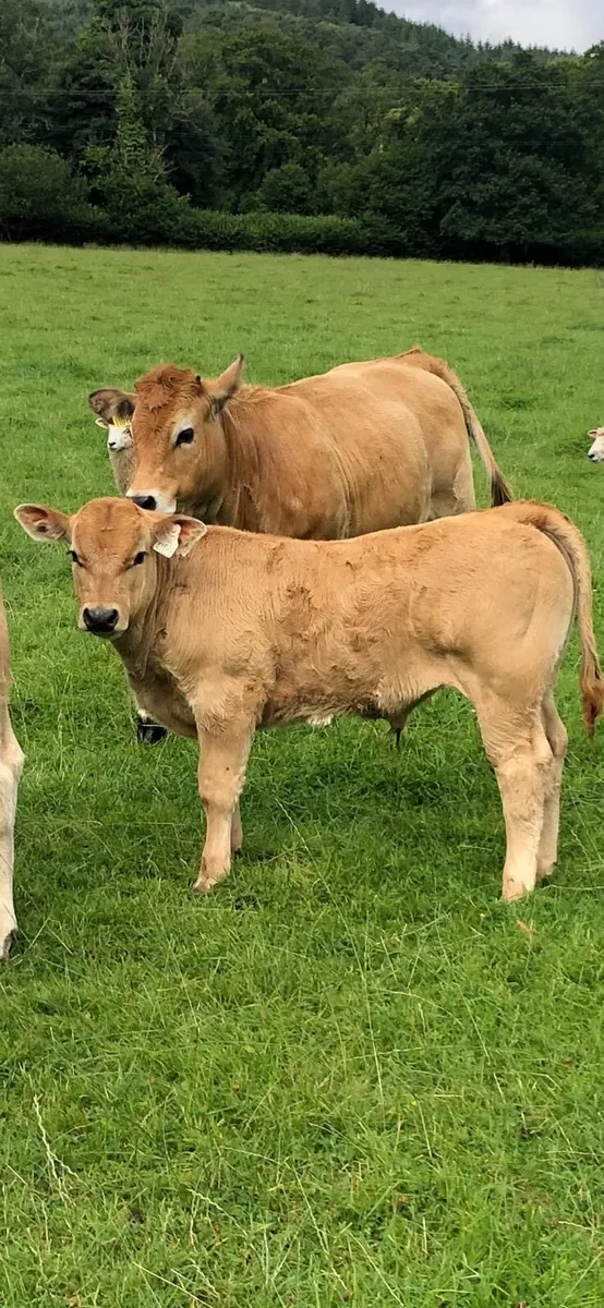 Aubrac Cow & Calf - Image 3
