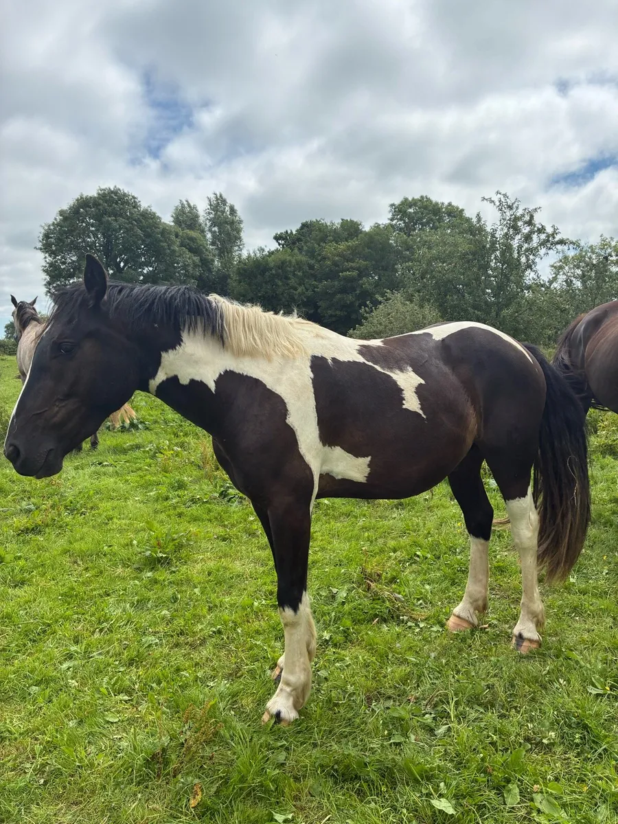 2 year old Stormy Mountain Gelding - Image 1