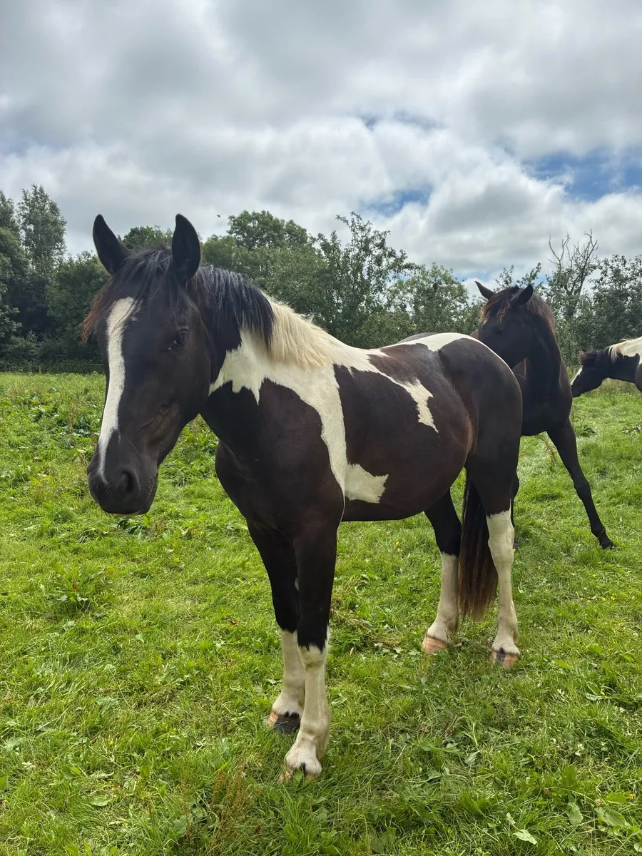 2 year old Stormy Mountain Gelding - Image 2