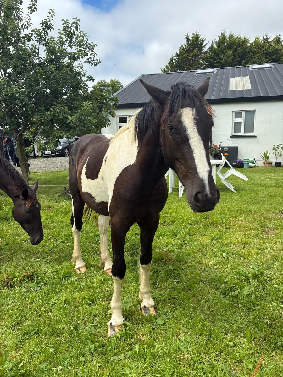 2 year old Stormy Mountain Gelding - Image 3