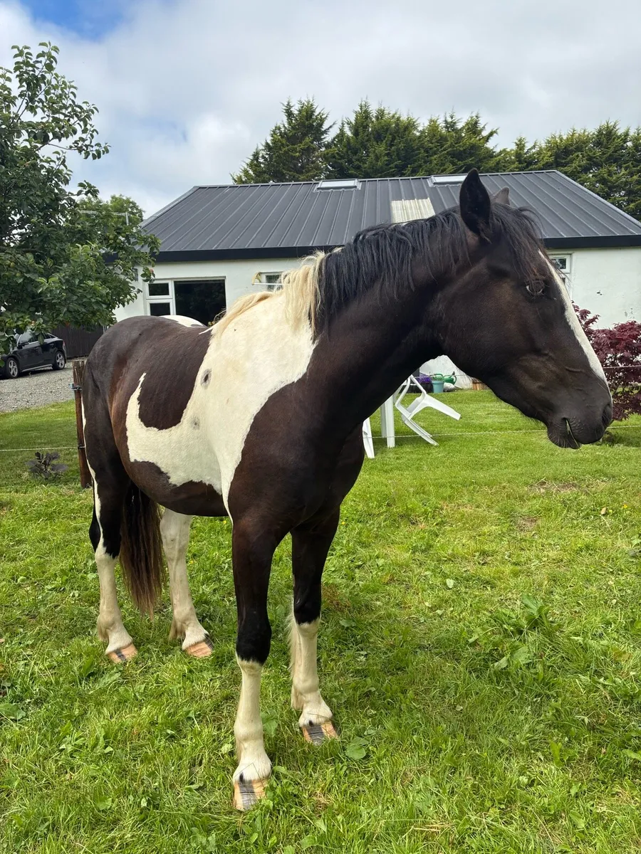 2 year old Stormy Mountain Gelding - Image 4