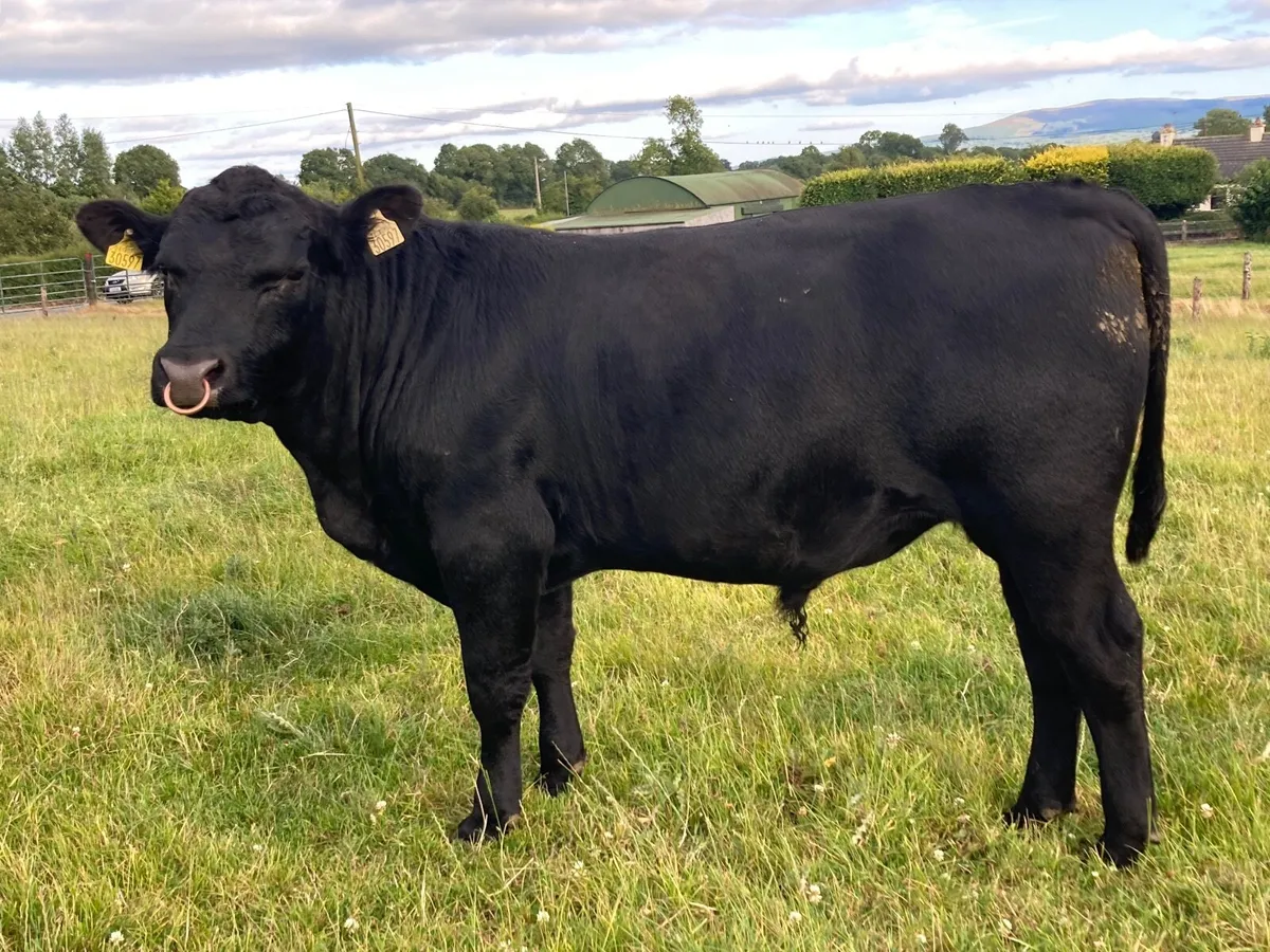 PBR Angus bull - Image 1