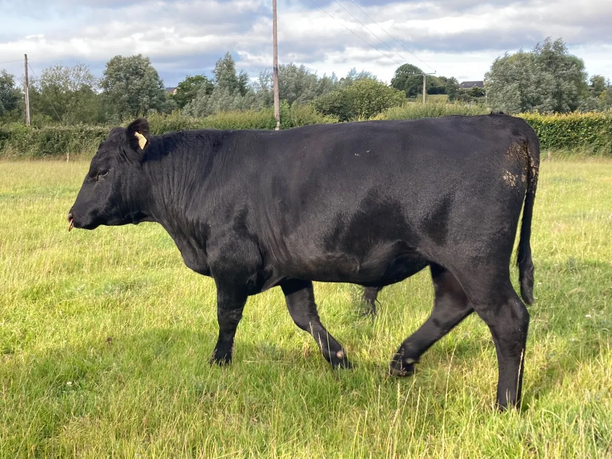 PBR Angus bull - Image 2