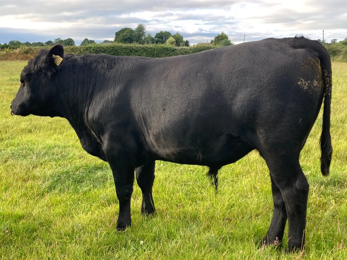 PBR Angus bull - Image 3