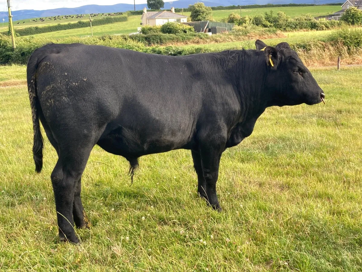 PBR Angus bull - Image 4