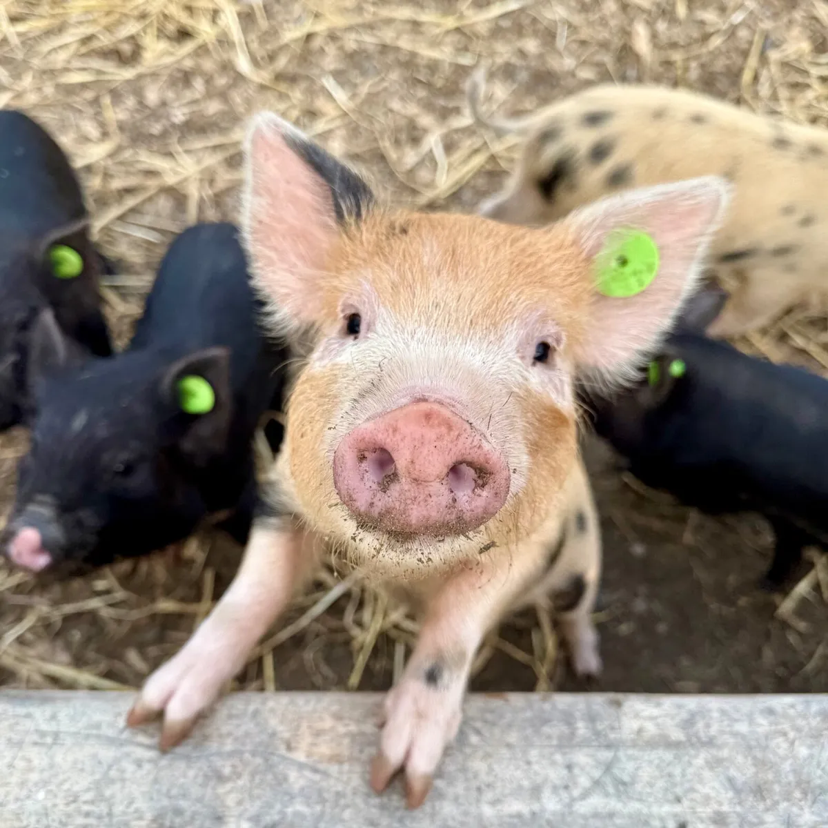 Mini Pigs - Image 2