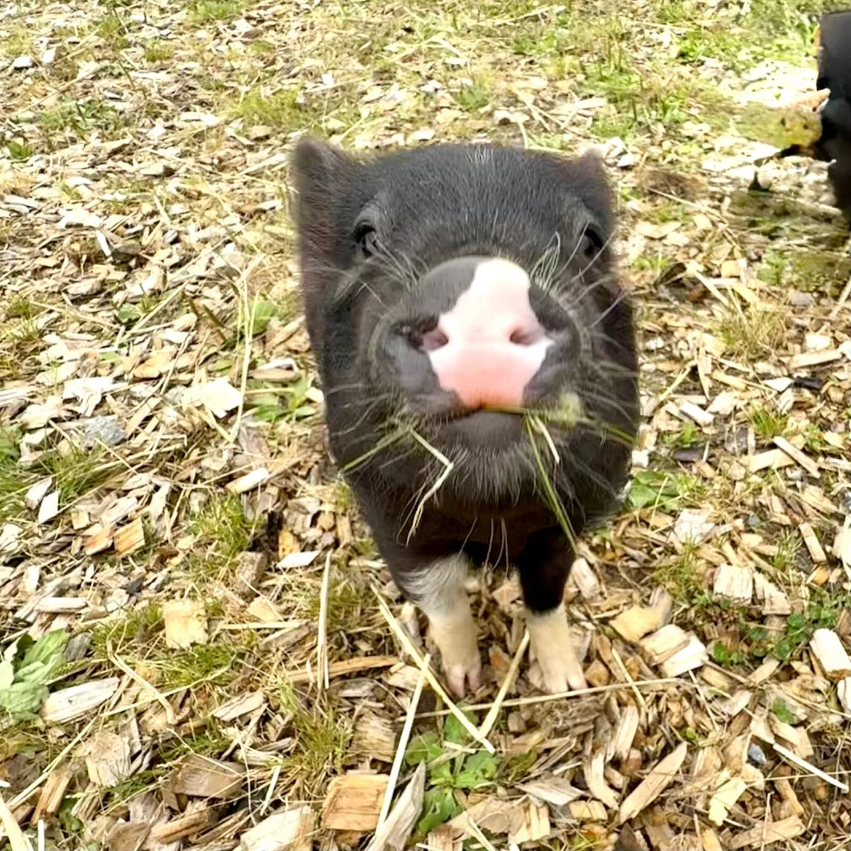 Mini Pigs - Image 3