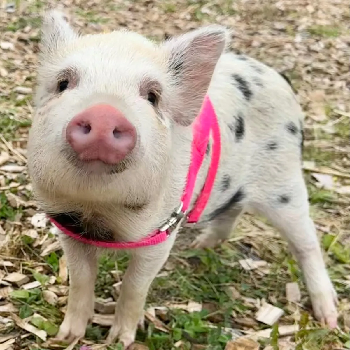 Mini Pigs - Image 1