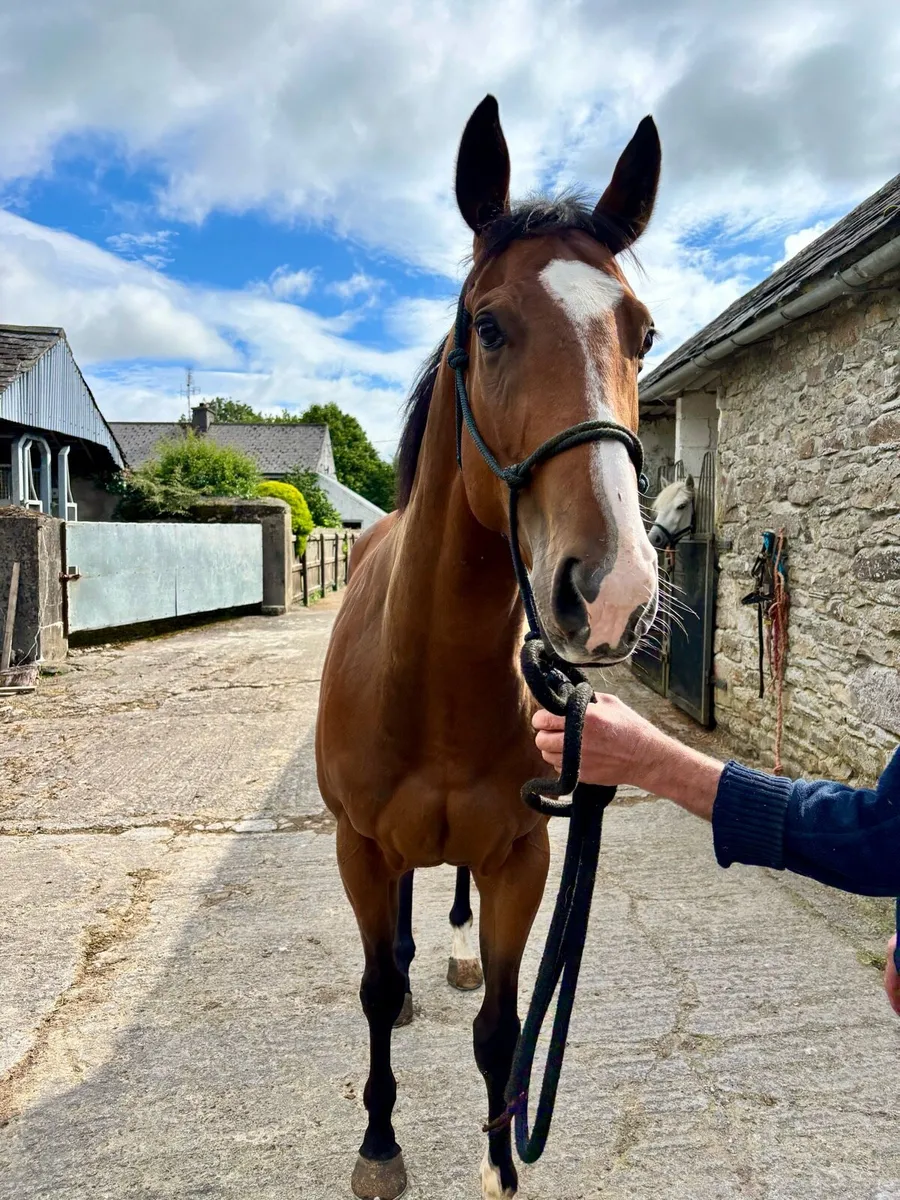 15.3 horse - Image 1