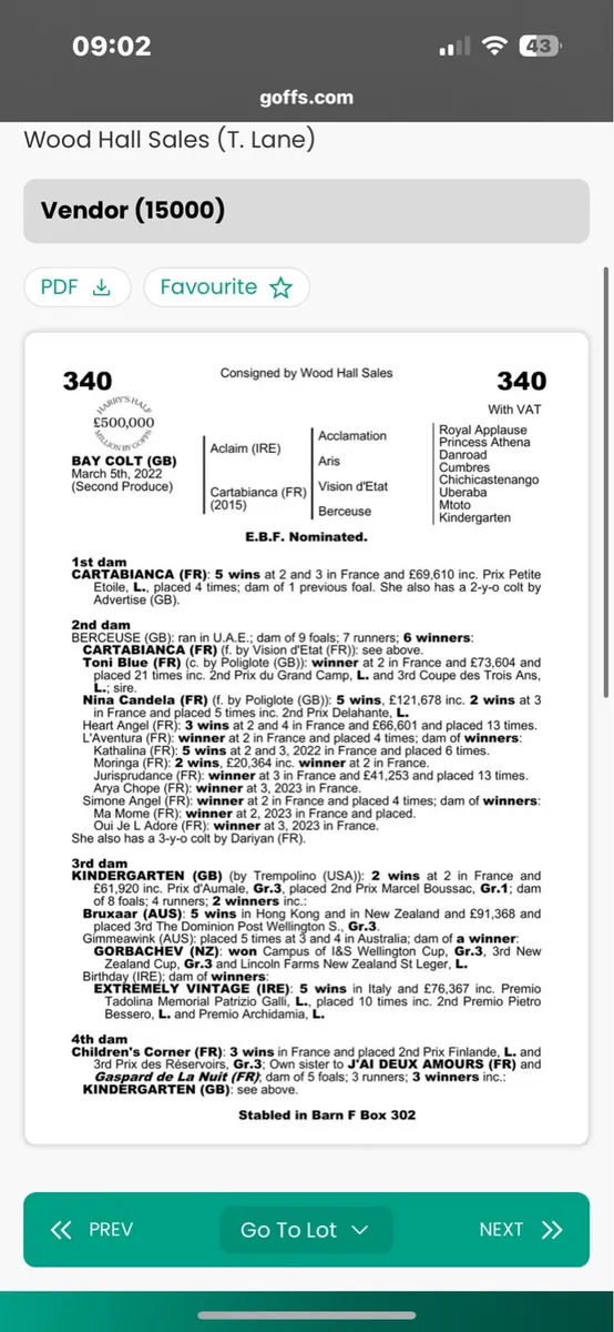 15.3 horse - Image 2