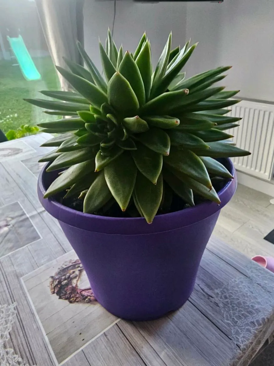 Flower - Image 1