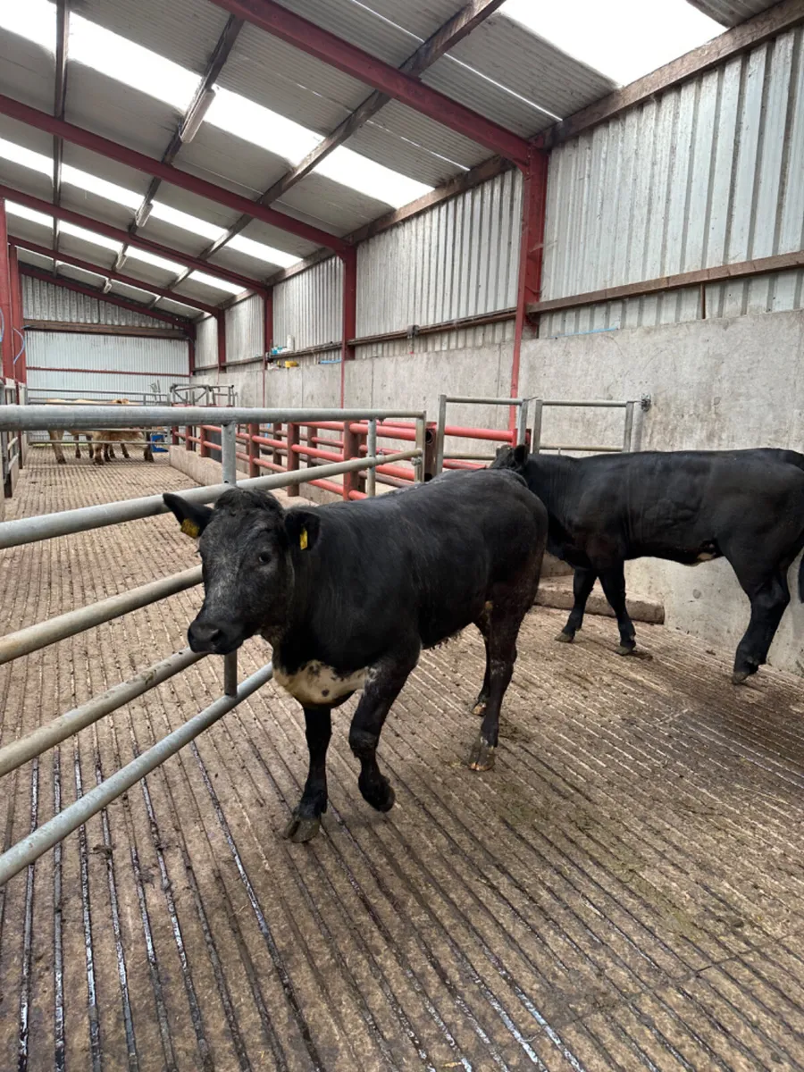 Blue grey heifers - Image 3