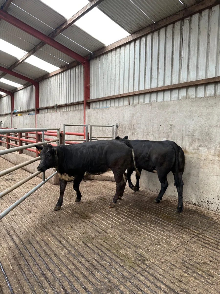 Blue grey heifers - Image 1