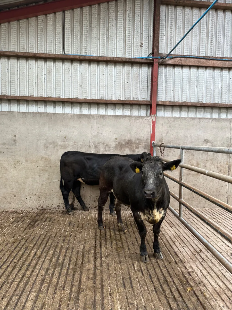 Blue grey heifers - Image 4