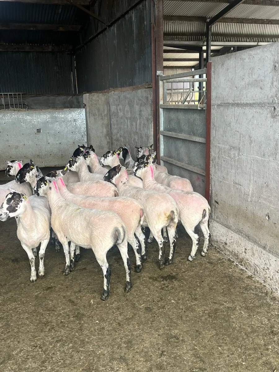 💥 oustanding breeding ewes 💥 - Image 1