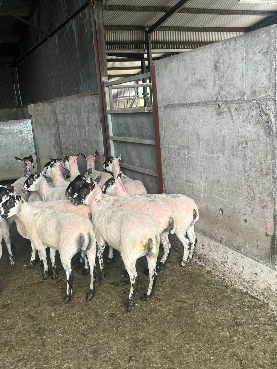 💥 oustanding breeding ewes 💥 - Image 2
