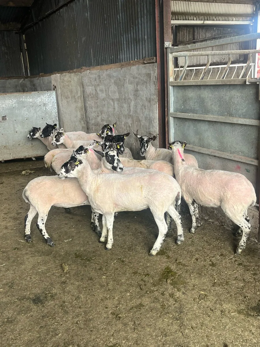 💥 oustanding breeding ewes 💥 - Image 3