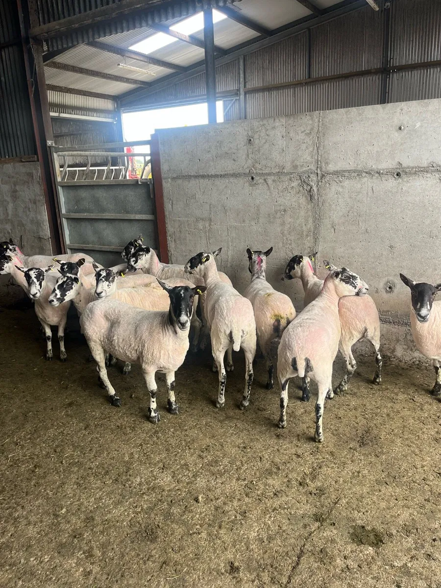 💥 oustanding breeding ewes 💥 - Image 4