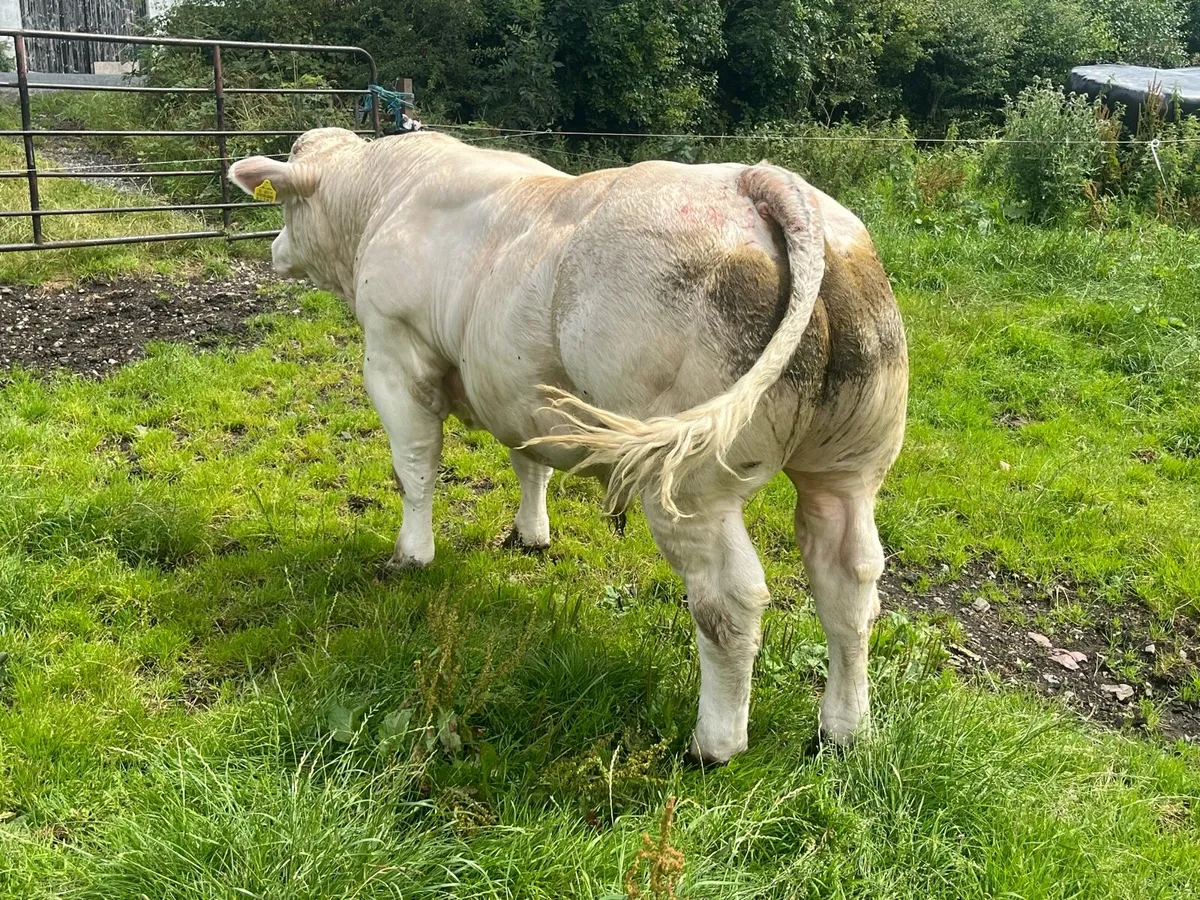 Pedigree Charolais Bull (Picador Son x 1) - Image 3