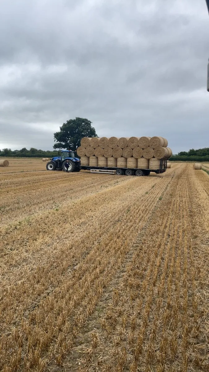 Feeding quality Golden barley straw 4x4 - Image 1