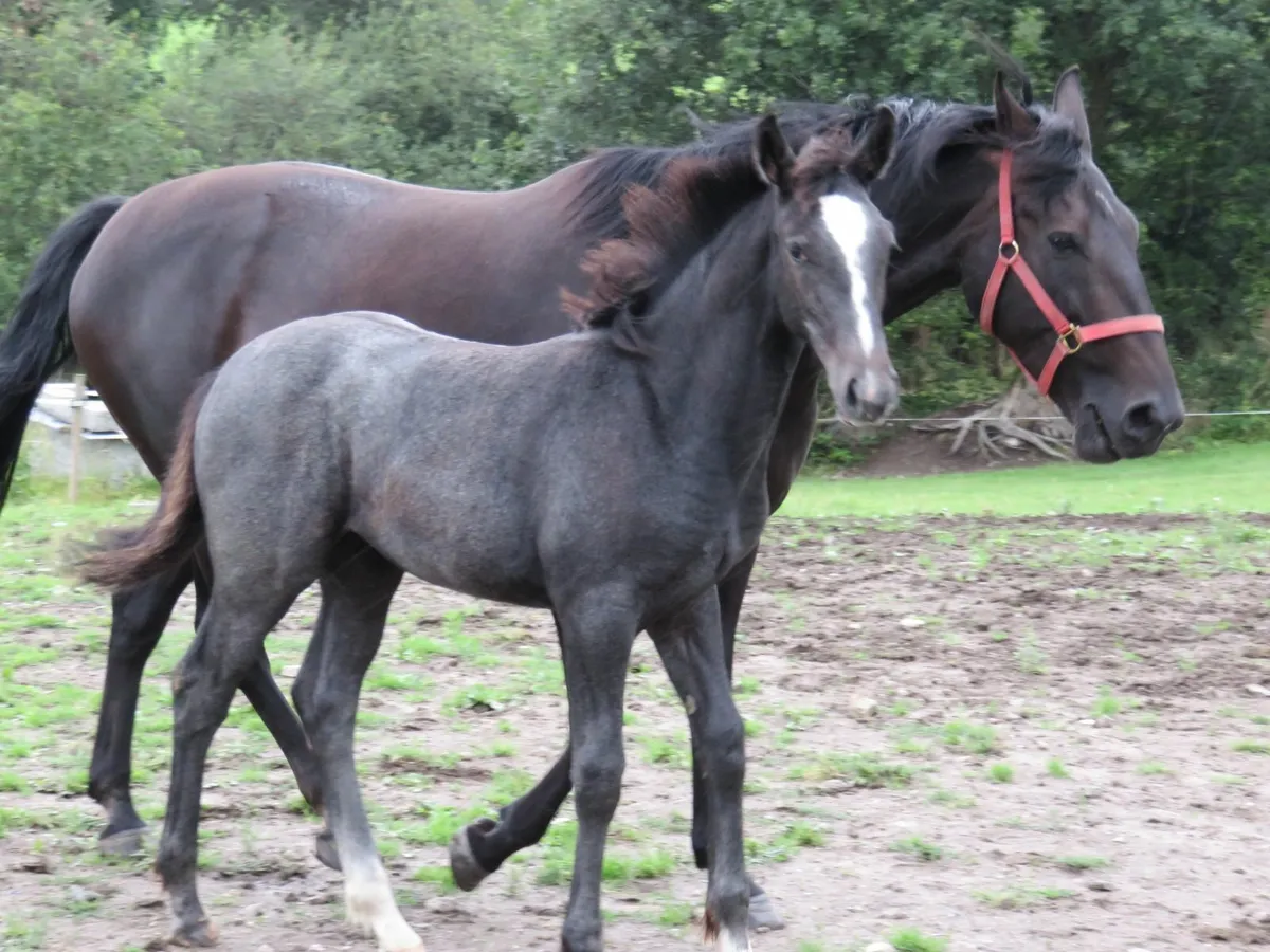 Equine - Image 1