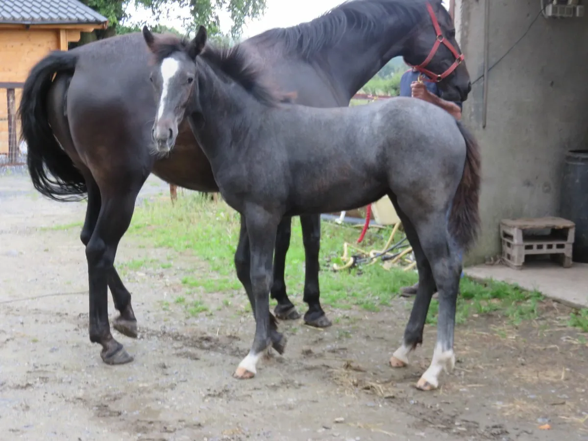 Equine - Image 2