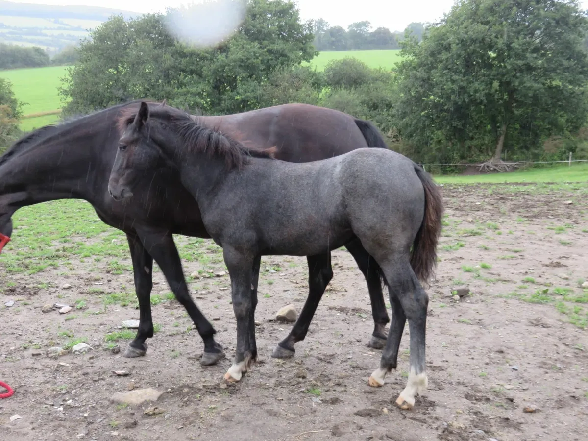 Equine - Image 3