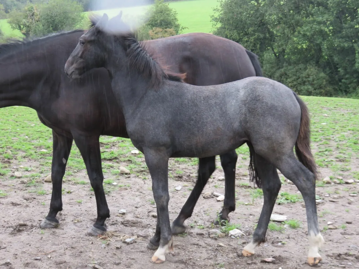Equine - Image 4