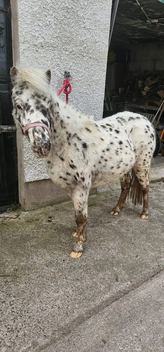 Registered British spotted society mare - Image 3