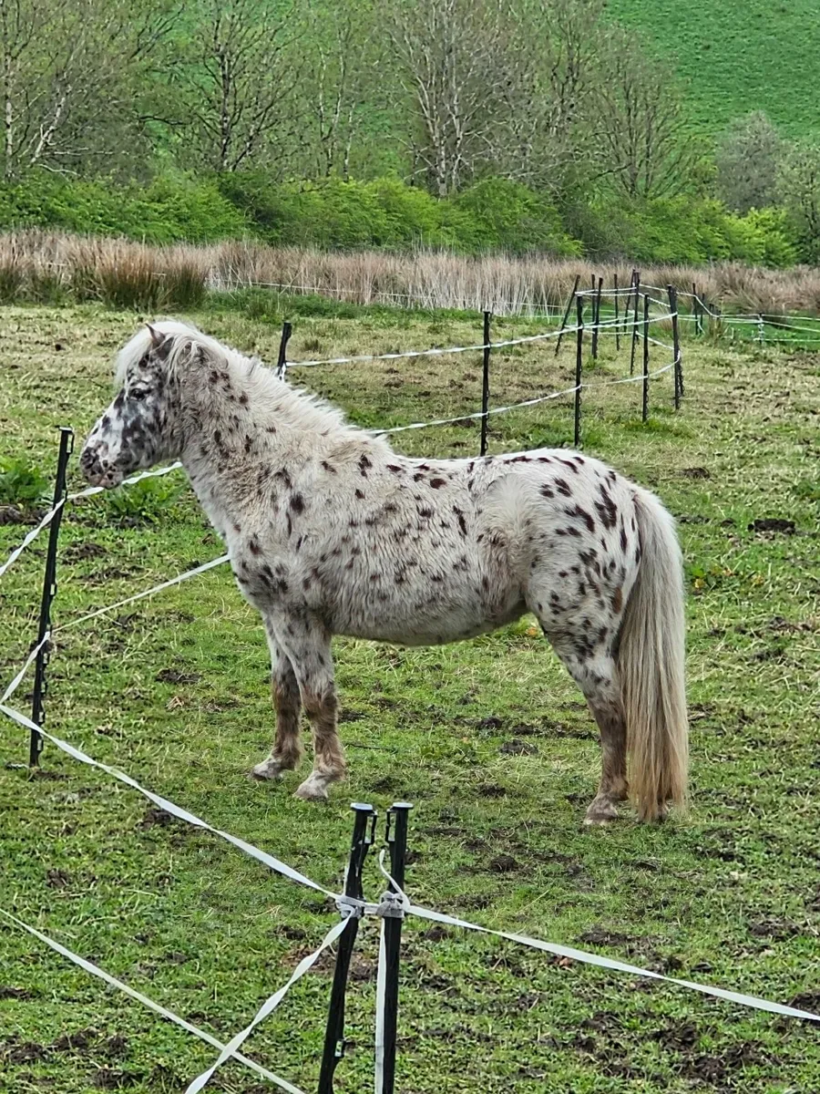 Registered British spotted society mare - Image 2