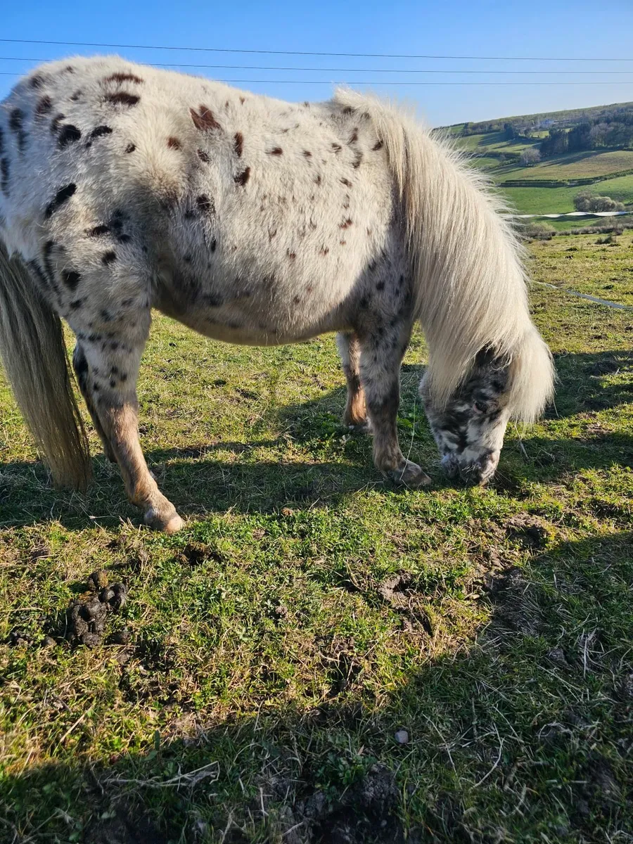 Registered British spotted society mare - Image 4