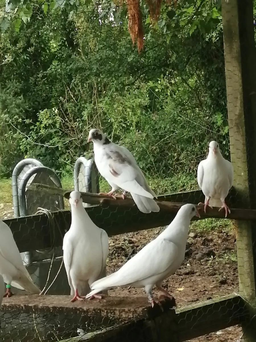 Young off-white pigeons - Image 1