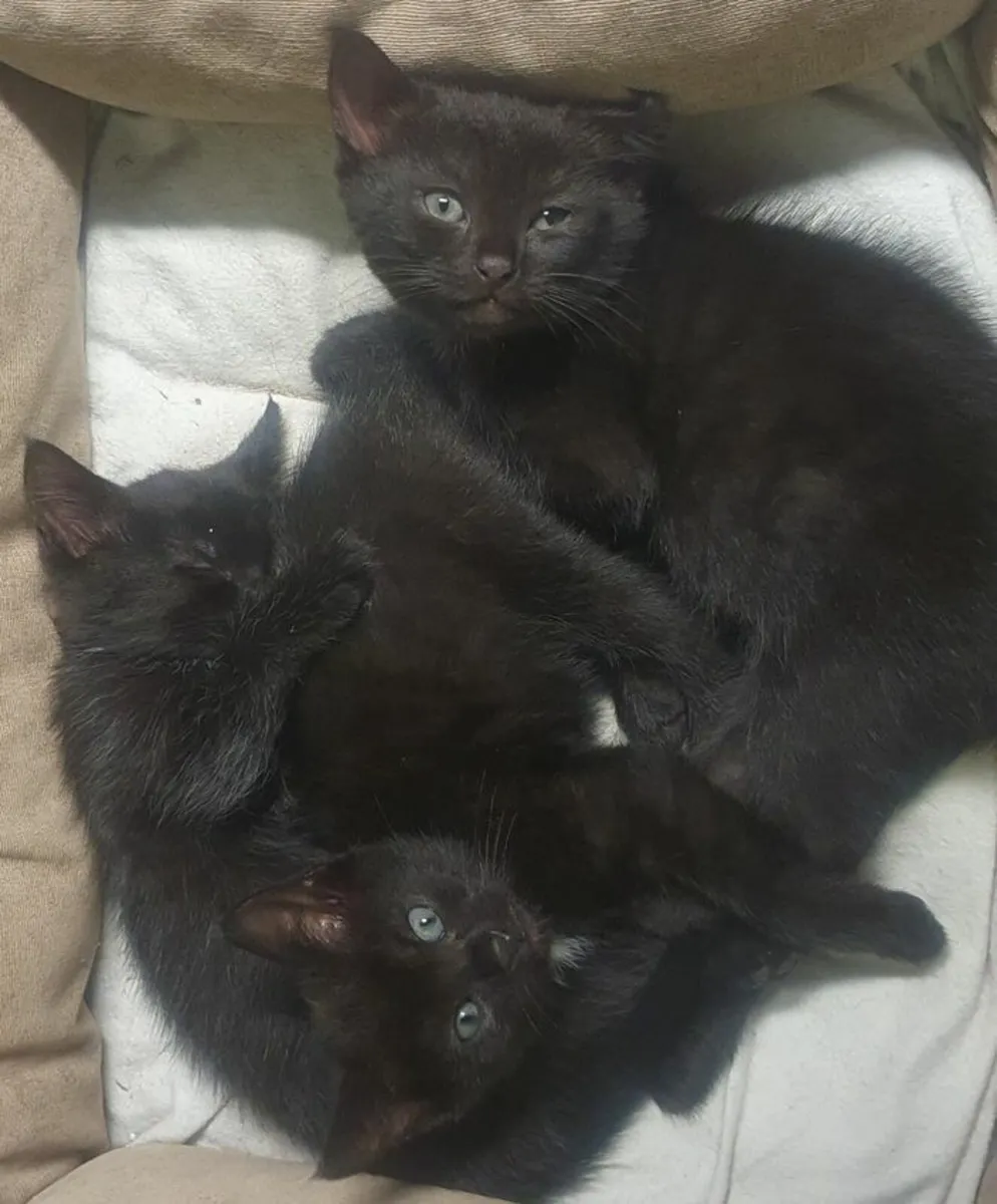 Kittens - Image 2