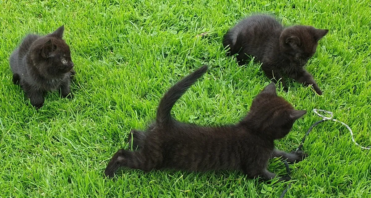 Kittens - Image 3