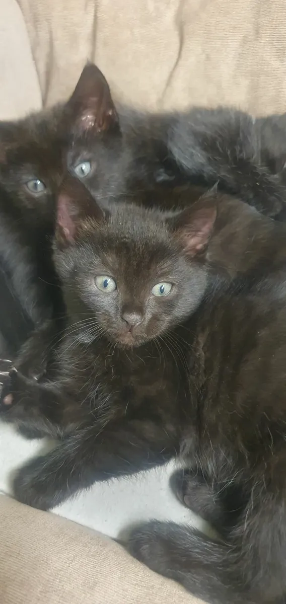 Kittens - Image 4