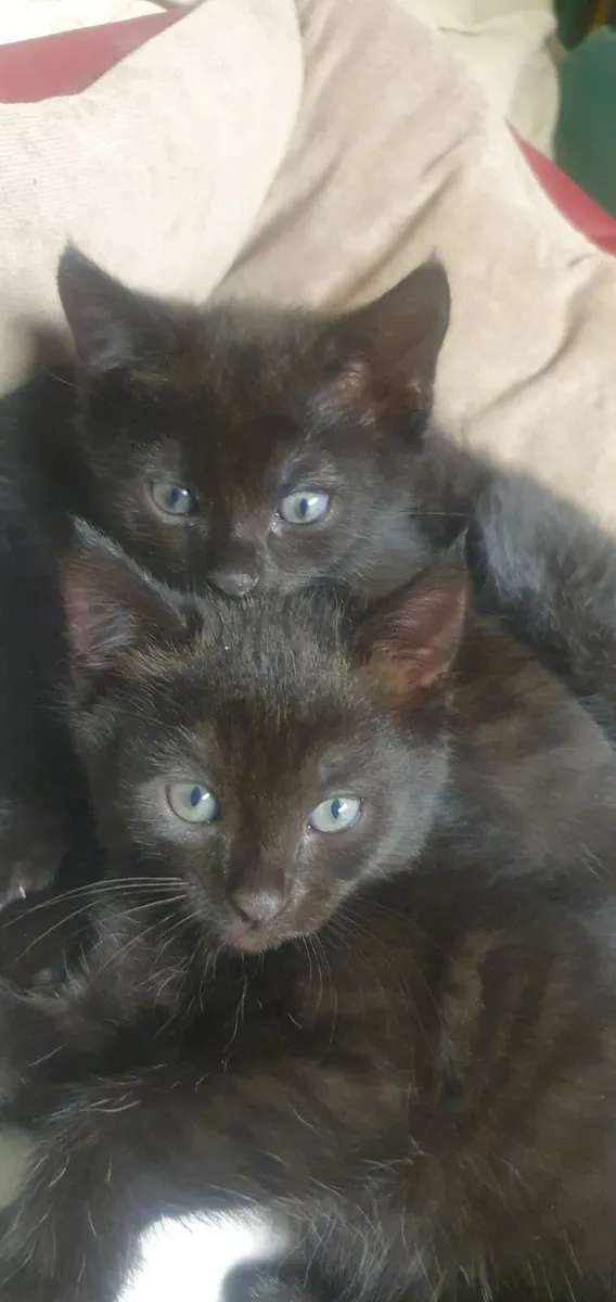 Kittens - Image 1