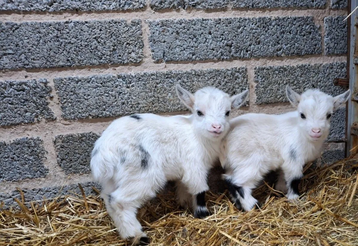 🌟  Pygmy Kids - Image 2