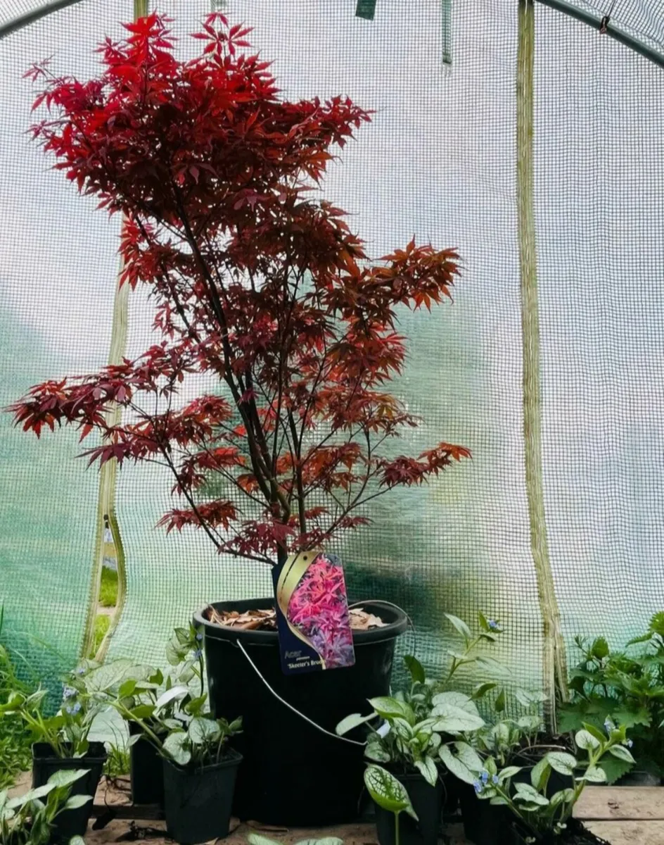 Acer maple trees.  Delivery available - Image 3