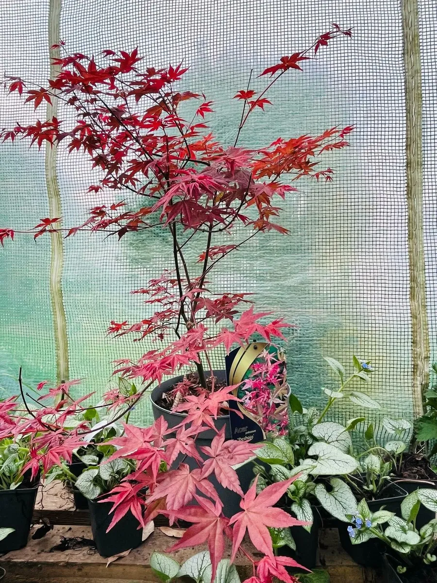 Acer maple trees.  Delivery available - Image 4