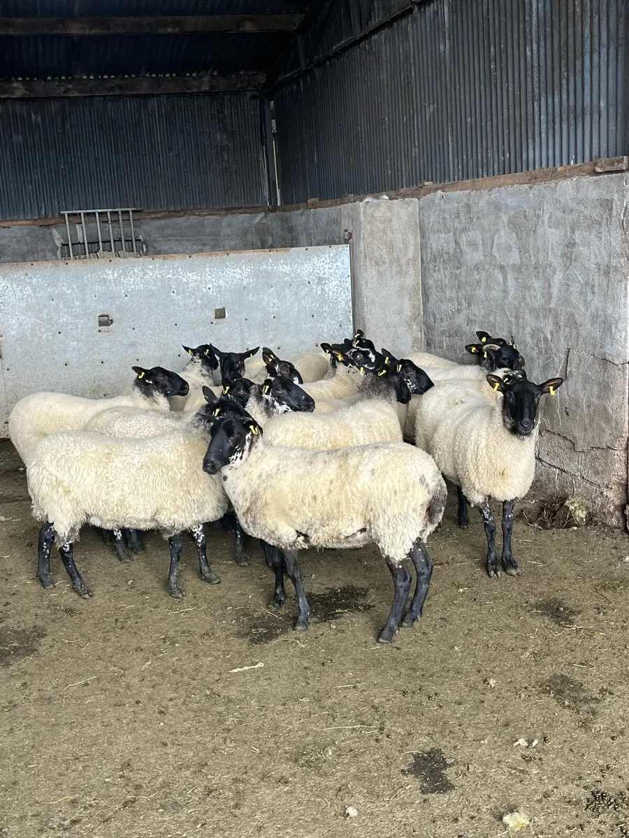 💥serious breeding Hoggets 💥 - Image 1